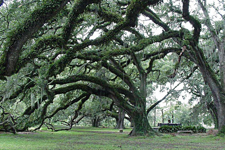 Large Trees in park
