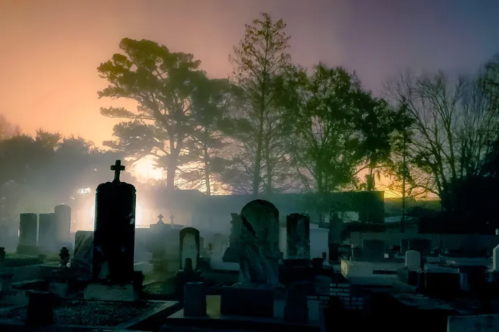 a traffic light sitting next to a tree