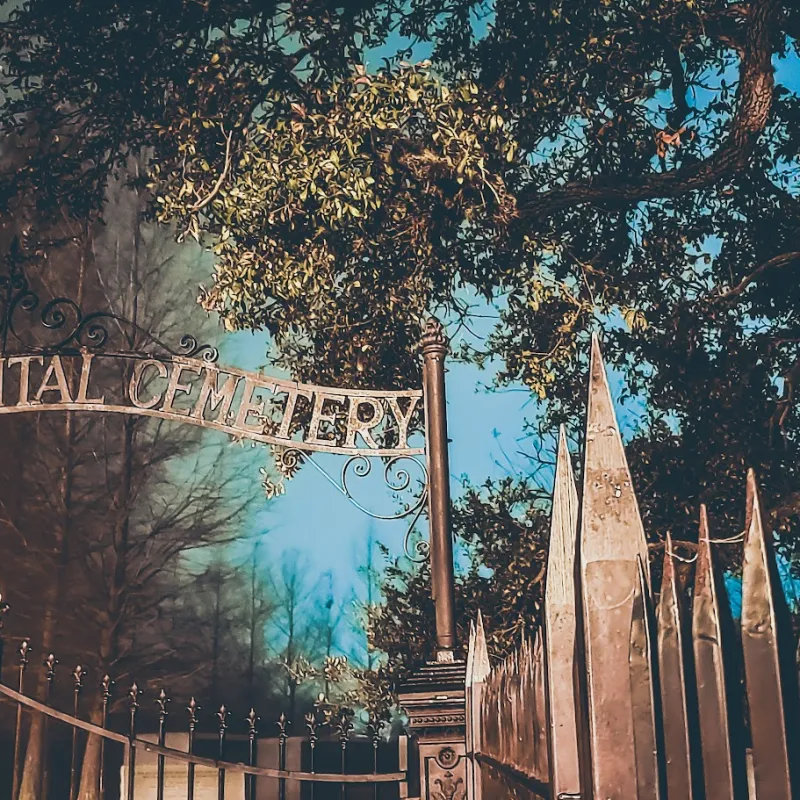 a close up of a tree