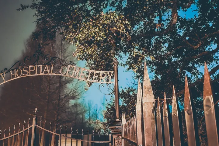 a close up of a tree