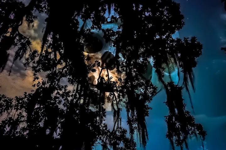 a group of people standing next to a tree